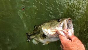 Angler holding a large mouth bass near water with fishing lure visible
