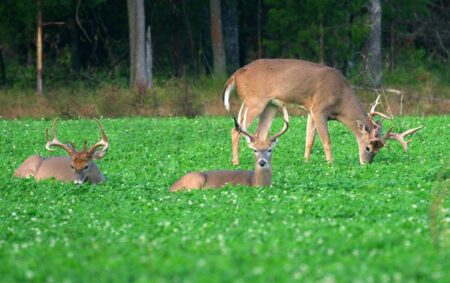 Four white-tailed deer bucks resting and grazing in a lush green field.