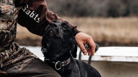 Person in camo clothing petting a wet black Labrador retriever outdoors.