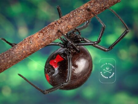 The 12 Deadliest Insects in the World Black widow spider with red hourglass marking clinging to rusty branch outdoors.