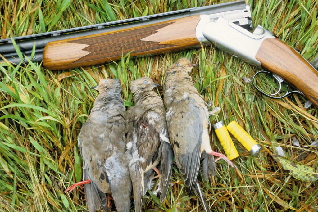 Three harvested mourning doves beside a shotgun and yellow shells on grass.
