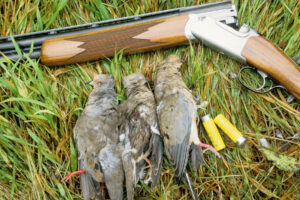Three harvested mourning doves beside a shotgun and yellow shells on grass.