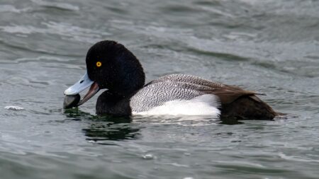 Male greater scaup duck with yellow eye swimming on rippled water.