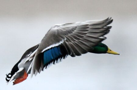Male mallard duck in flight showing iridescent green head and blue wing feathers