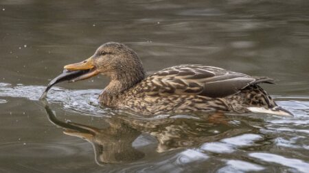 Female mallard duck swimming and catching a small fish in calm water.