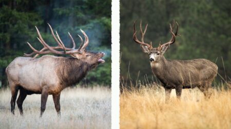 Elk vs Deer Bull elk bugling in field beside mule deer buck standing in tall grass