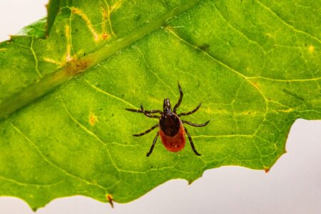 How to Prevent Tick Bites