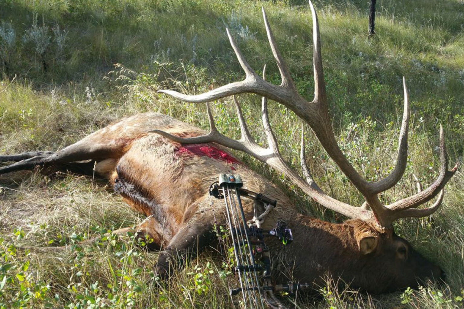 The Full Story of the Biggest Typical Bull Elk of All Time