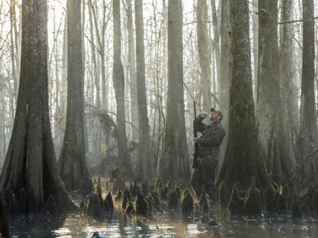 Hunter in camouflage blowing duck call in misty cypress swamp forest
