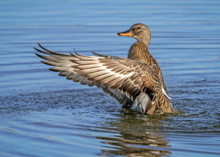 Female mallard duck spreading wings on blue water surface in sunlight.