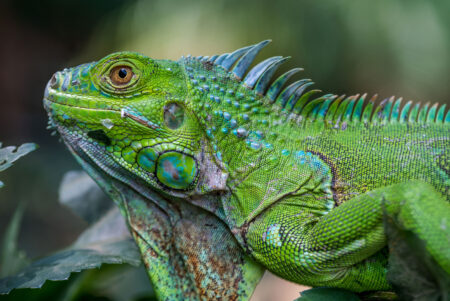 Close-up of a vibrant green iguana with spiky dorsal crest resting on leaves.