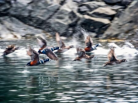 Harlequin ducks taking flight over rocky coastal waters in dramatic motion blur