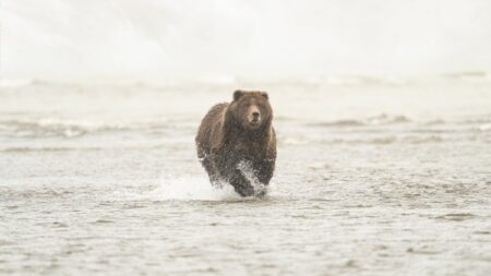 Brown grizzly bear running through shallow ocean water on a foggy day.