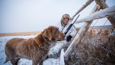 Hunter in white camouflage with rifle and Chesapeake Bay Retriever in snowy field.