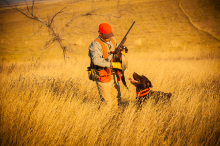 The True Value of a Great Hunting Shotgun Hunter in orange safety vest holds pheasant with Labrador retriever in golden field.
