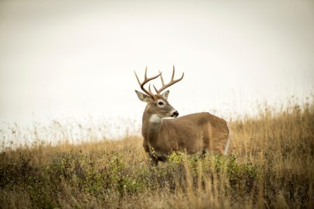 Large white-tailed buck with full antlers standing in golden grassland meadow