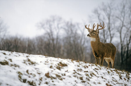 How to Hunt the Best Day of the Rut No. 7: December 6 Majestic white-tailed buck with large antlers standing on snowy hillside in winter