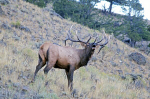 Bull elk bugling on a rocky hillside in a western mountain landscape