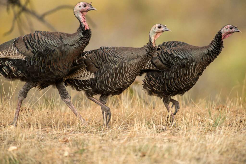 How to Hunt for a Thanksgiving Day Wild Turkey