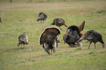 What Do Turkeys Eat? Wild turkeys displaying fanned tail feathers in a green grassy field