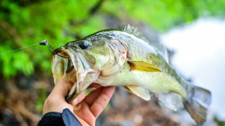 An angler holds a spring largemouth.
