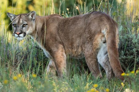 Colorado Pet Owner Fires Handgun to Rescue Dog From Mountain Lion Attack