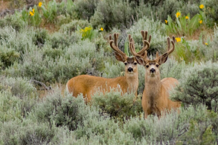Two mule deer bucks with velvet antlers standing in sagebrush habitat