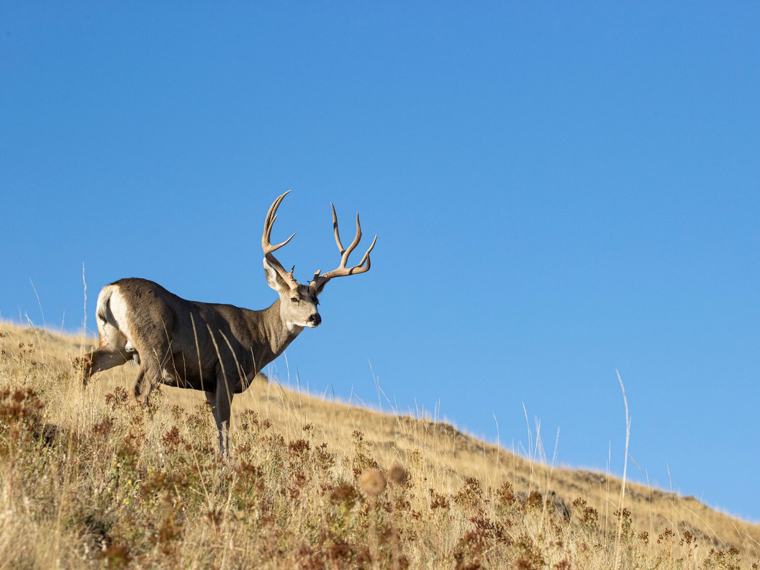 Mule Deer Hunting Isn’t So Easy After All