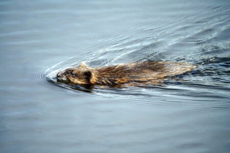 A muskrat swimming across calm water with ripples surrounding its wet fur body.