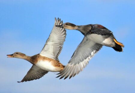 Two ducks flying side by side against a clear blue sky.