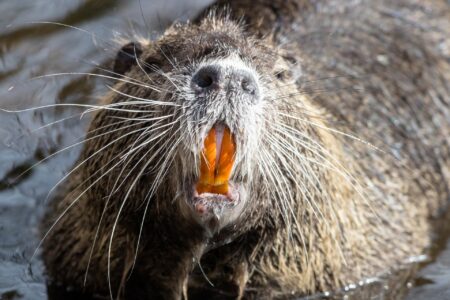 Beaver Attacks and Nearly Kills Massachusetts Man