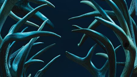 Two large elk antlers facing each other against a dark blue background.