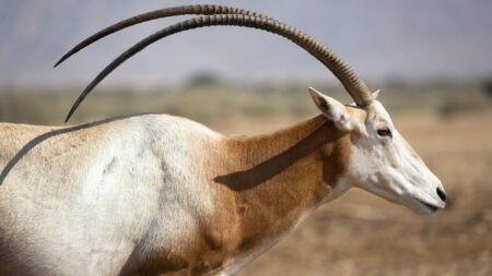Scimitar-horned oryx with long curved horns standing in arid savanna landscape