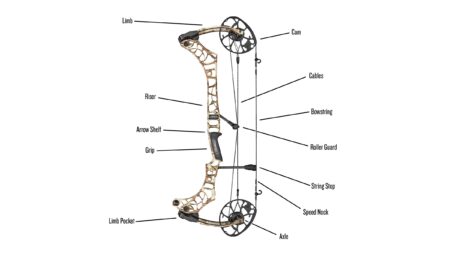 Labeled diagram of compound bow anatomy showing parts including riser, cams, limbs, and bowstring.