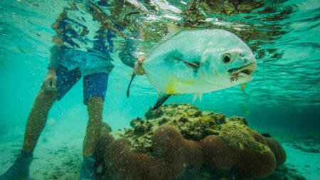 Snorkeler holding a large permit fish underwater near tropical coral reef