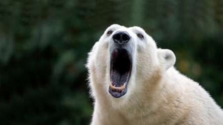 What Animal Has the Strongest Bite Force? A polar bear roaring with mouth wide open against a green background.