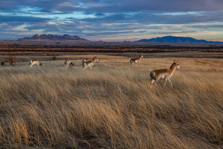 Pronghorn antelope grazing on golden grasslands with mountain range at sunset