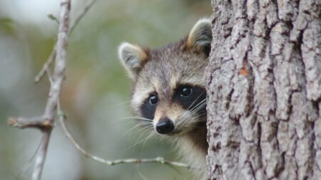 Curious raccoon peeking around a tree trunk in a forest setting