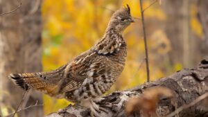 Ruffed grouse perched on a log in autumn woodland habitat