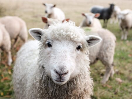 How to Care for Merino Wool