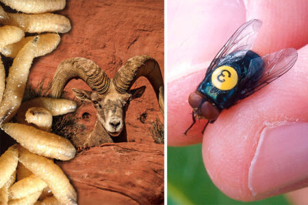 Flesh-Eating New World Screwworm Could Devastate Big Game Herds, Conservationists Warn
