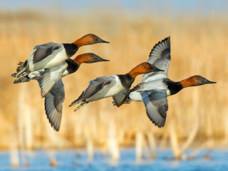 Four Canvasback ducks in flight over a winter wetland marsh habitat.
