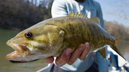 Angler holding a large smallmouth bass caught on a river