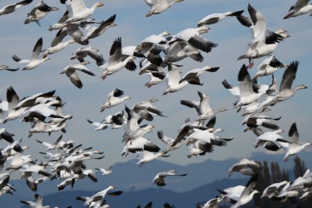 Fowl Play: Shoot More Snow Geese Over the Decoys