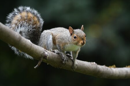 Gray squirrel perched alertly on a tree branch in a forest setting.