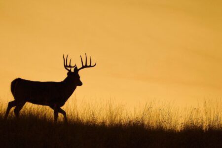 Silhouette of a large buck deer with antlers at golden sunset