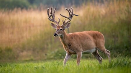 Large white-tailed buck with velvet antlers standing in green meadow field.