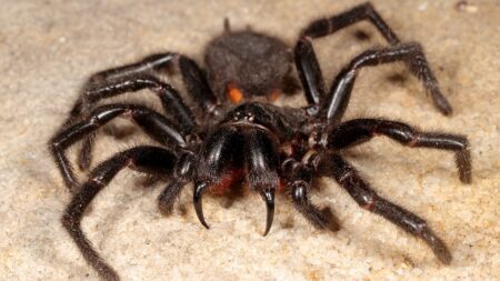 What Is the Most Poisonous Spider in the World? Large black funnel-web spider with prominent fangs on sandy ground closeup