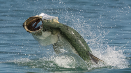 Large tarpon leaping from ocean water with mouth open and lure visible.