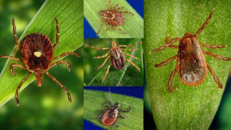 Close-up macro photos of various tick species on green leaves